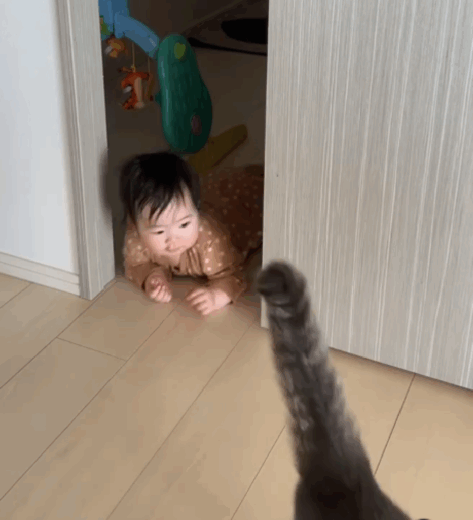 猫ちゃんの後を追うように…（@uru__homeさんの投稿より）