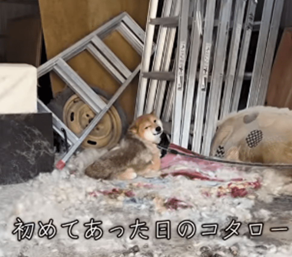 飼い主に置いていかれ『5年間繋がれていた犬』　→保護の様子に「泣いてしまいました」「ありがとう」