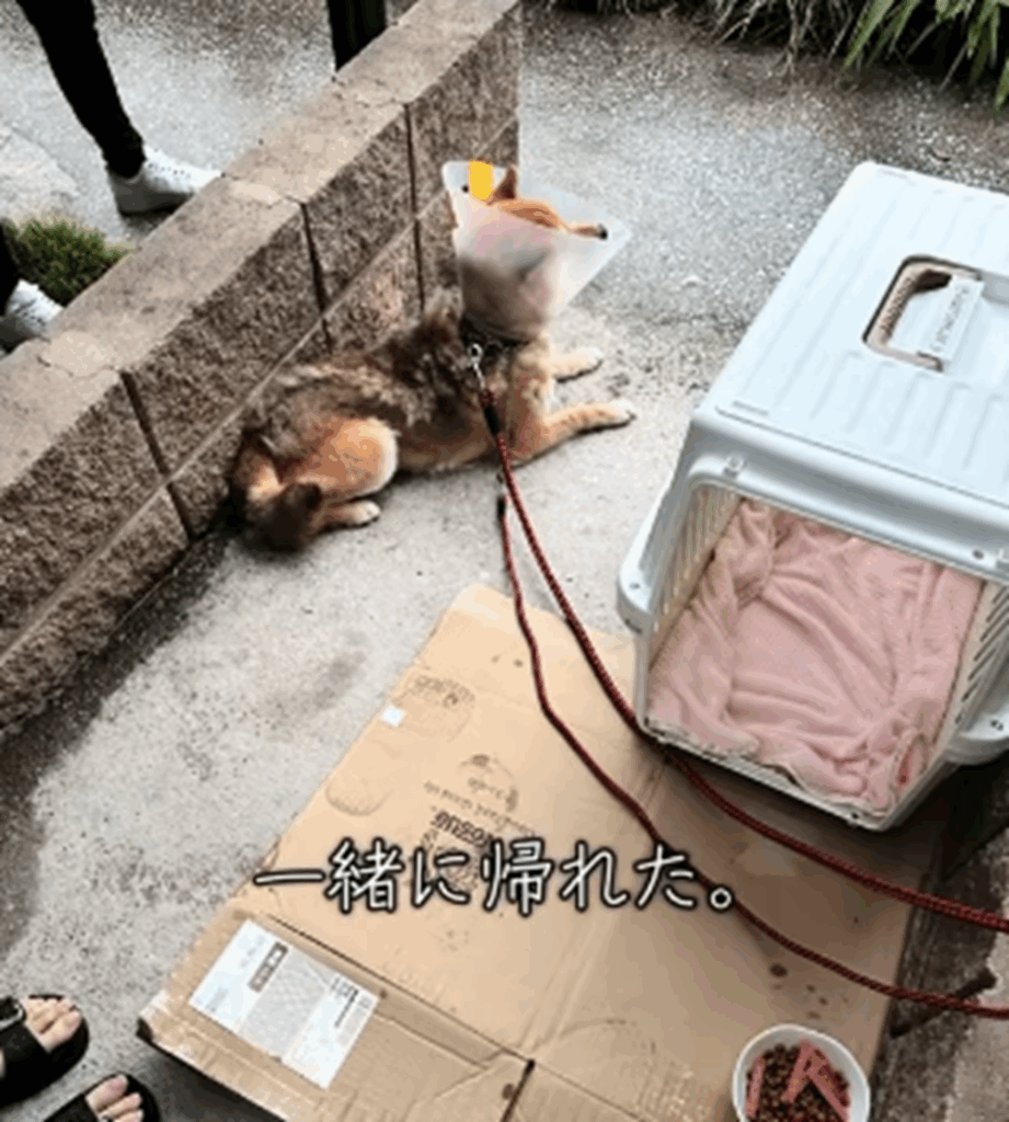 【実際の写真】　４ヶ月後の姿