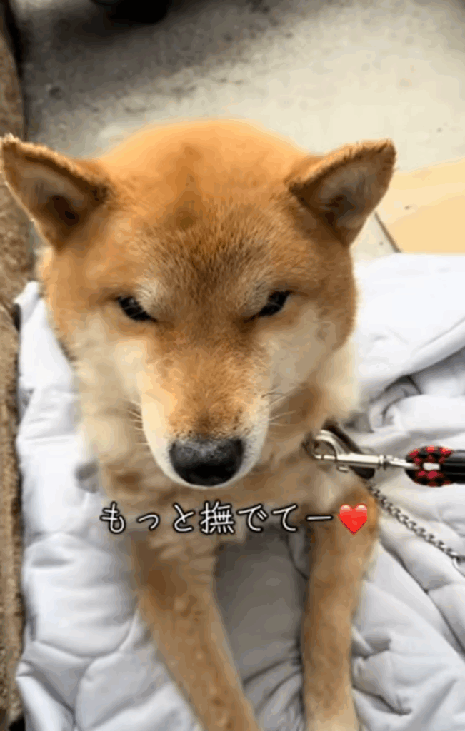 もっと撫でて～（＠very_choco_vanilla_ten_taigaさんより提供）