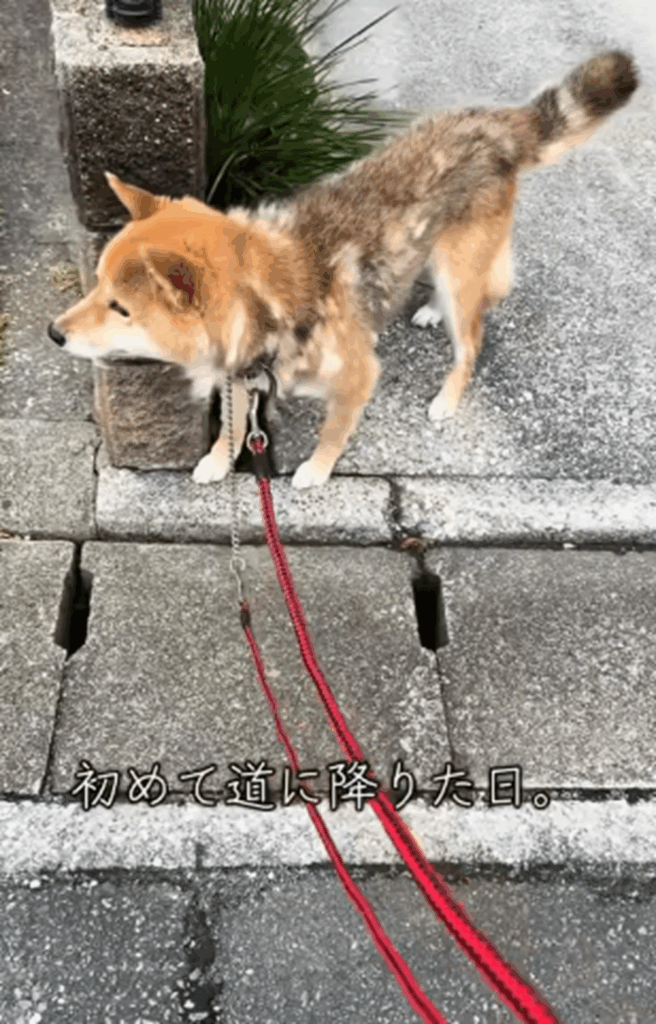 初めて道に降りた日（＠very_choco_vanilla_ten_taigaさんより提供）
