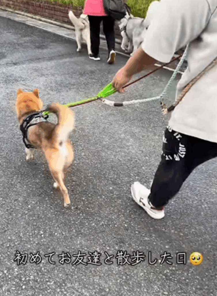初めて友達とお散歩した日（＠very_choco_vanilla_ten_taigaさんより提供
