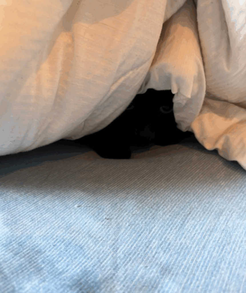 【実際の写真】愛猫の行動