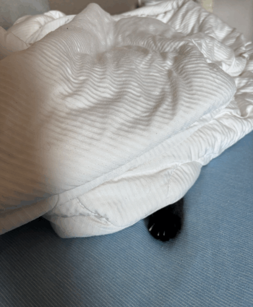 前足だけでご挨拶（@kuro_asari5beeさんの投稿より）