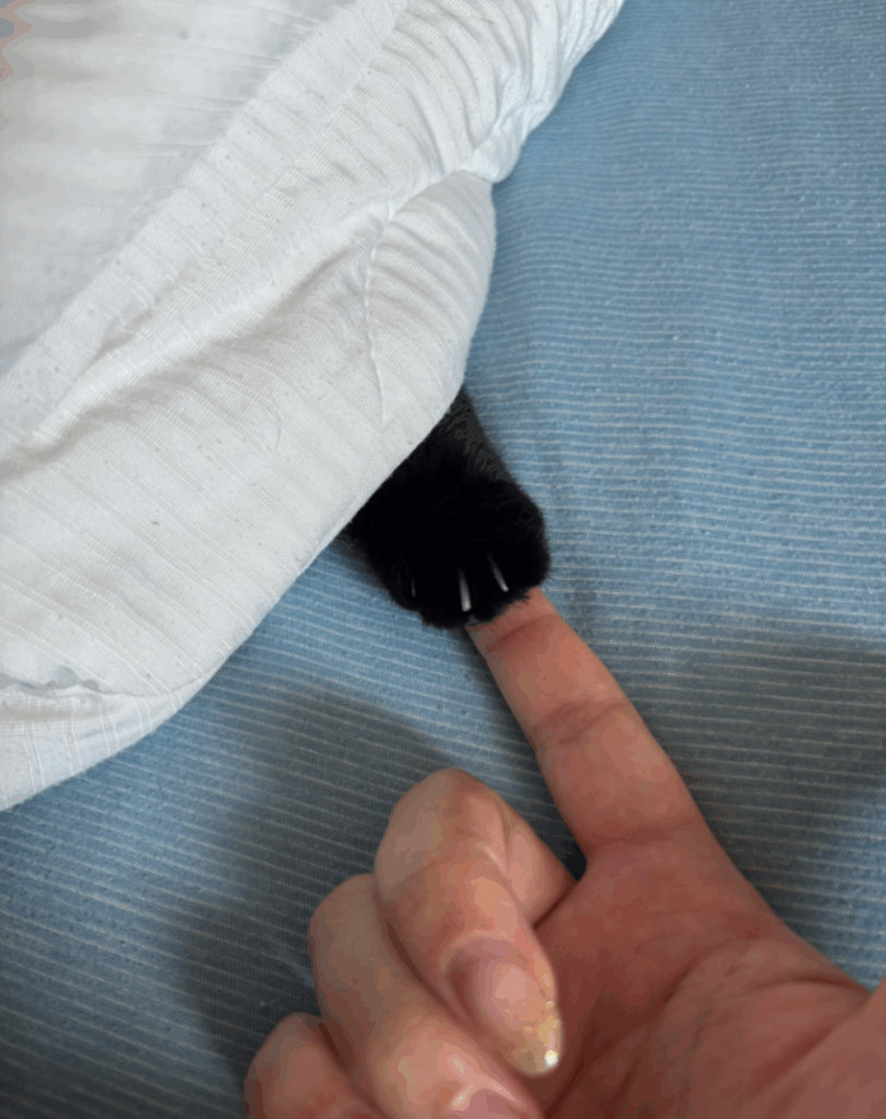 怖かったね、もう大丈夫だよ（@kuro_asari5beeさんの投稿より）