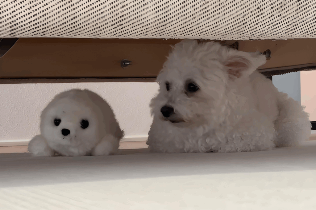 パフィーくん避難中③（@puffy1112さん提供）