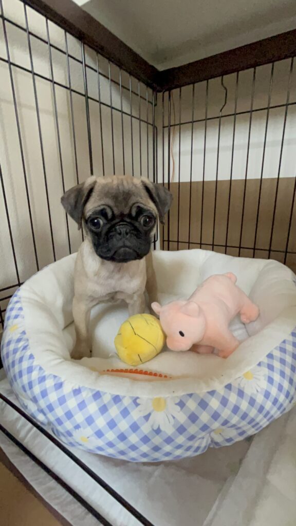 大切なおもちゃと一緒（＠omusubi_0114さんより提供）