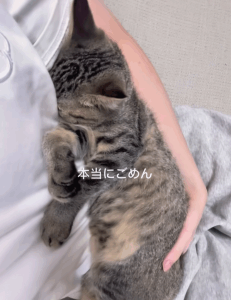 にこちゃん本当にごめん
（＠nivo2_さんより提供）