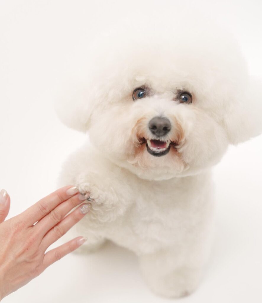 普段のメルちゃん①（＠merumeru467さんより提供）