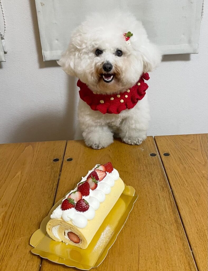 普段のメルちゃん②（＠merumeru467さんより提供）