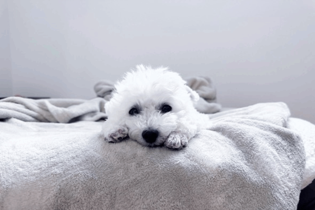 アザラシっぽい様子（@puffy1112さん提供）