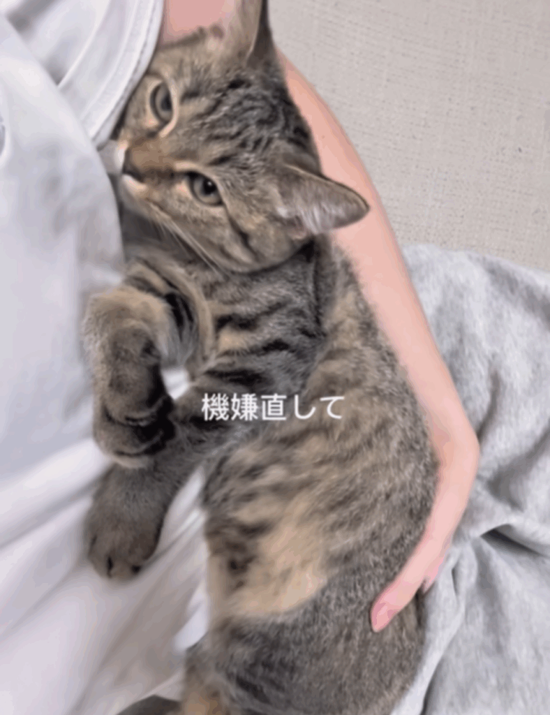 にこちゃんご機嫌直して
（＠nivo2_さんより提供）