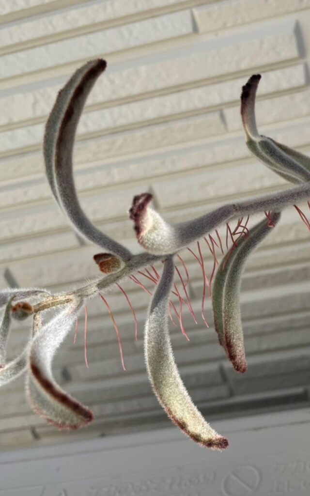 成長した姿②（＠ririnrantarouさんより提供）