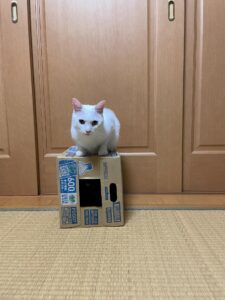 ダンボール箱に乗る白猫。しかし、箱の中をよく見ると…「ガチ目にびっくりした」「紛れてる…」