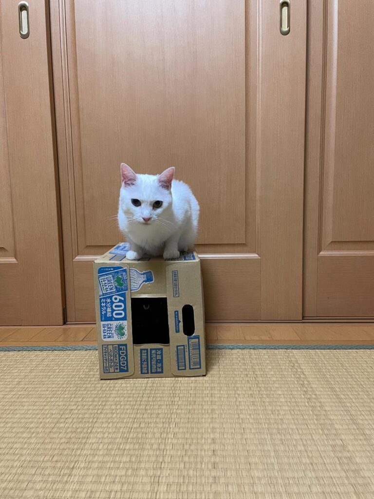 ダンボールで遊ぶ猫①（＠wadokabiさんより提供）