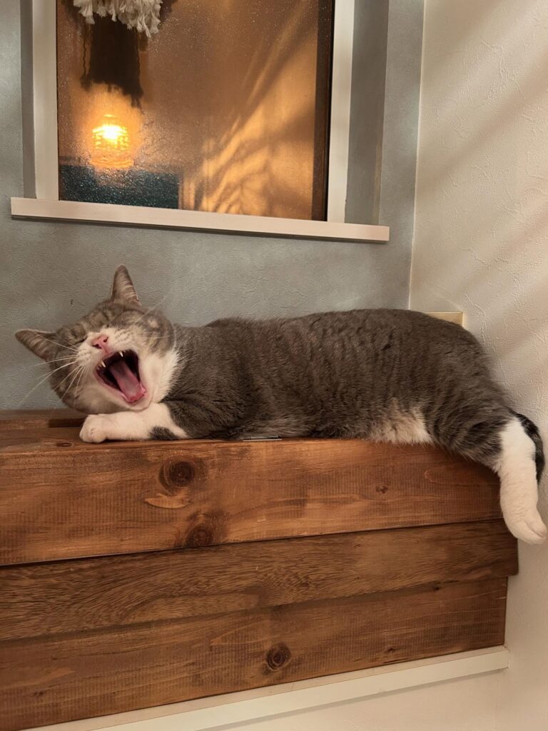 あくびするももちゃん（＠matsuyou3016さんより提供）