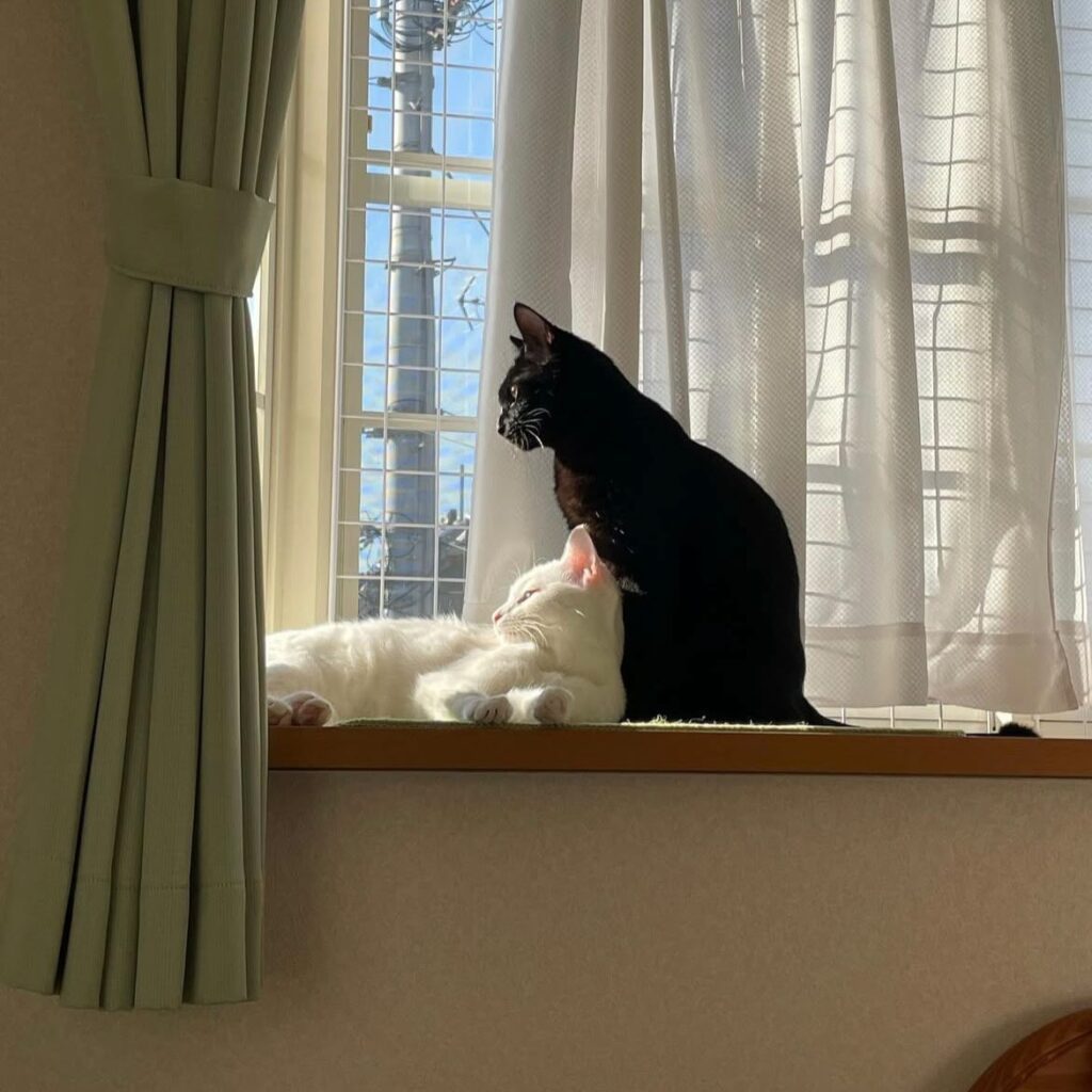 常に一緒（＠wadokabiさんより提供）