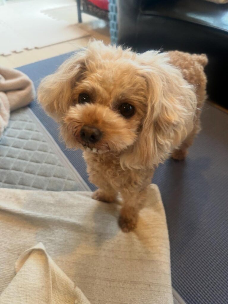 出っ歯のようにみえるストミちゃん③（＠hiiamkacoさんより提供）