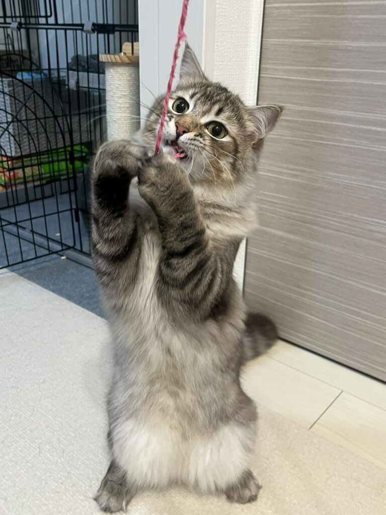 遊んでもらうロイくん（＠siberian_royさんより提供）