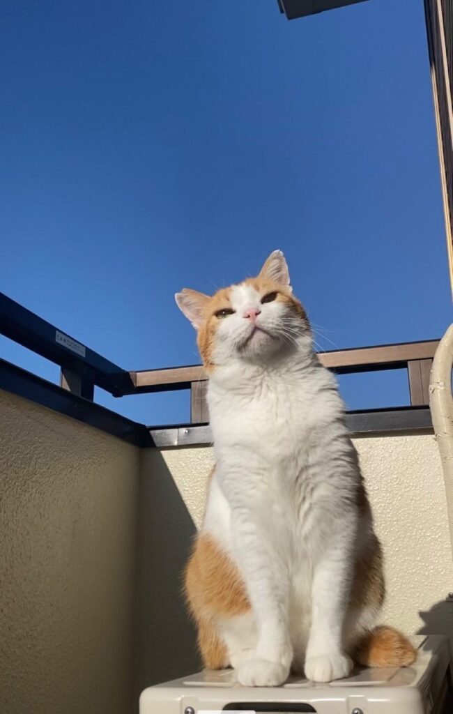 【実際の写真】猫の様子