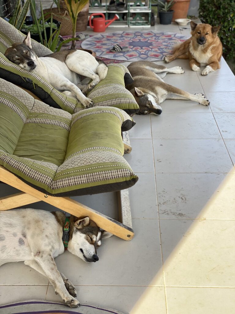 【実際の写真】まさかの犯人