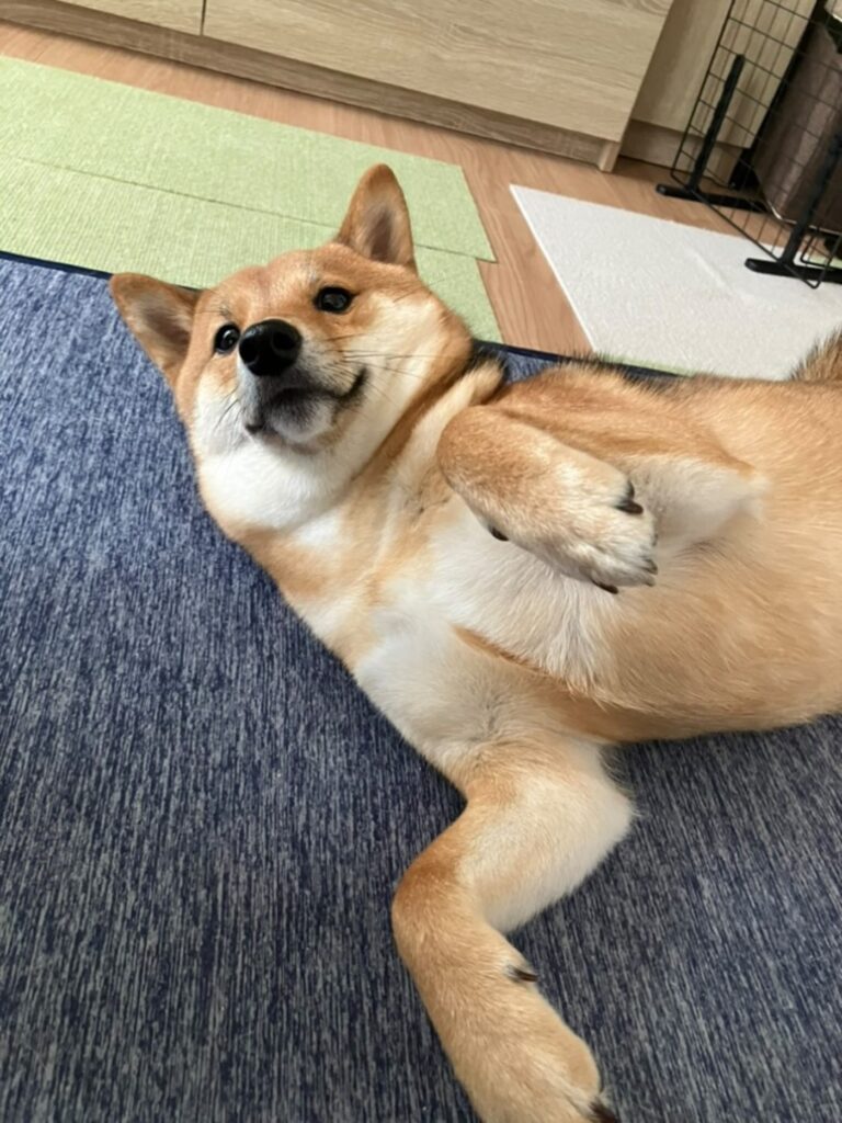 普段のぎんじろうくんの様子①（@mary_ginjiさんより提供）