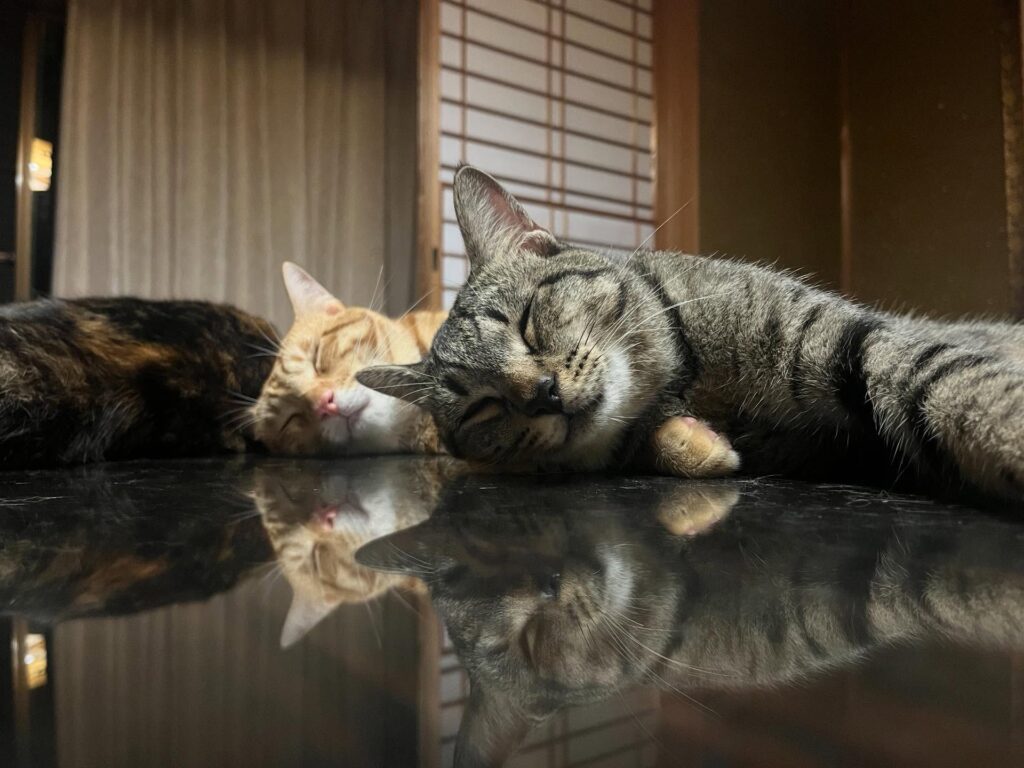 【実際の写真3枚】雅な猫ちゃんたち