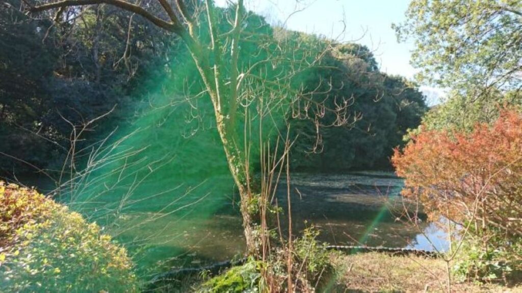 風景写真③（＠yukibuu0093さんより提供）