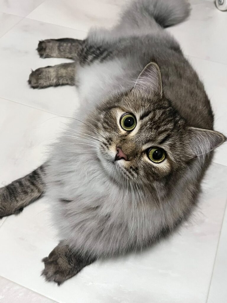 ロイくん（＠siberian_royさんより提供）