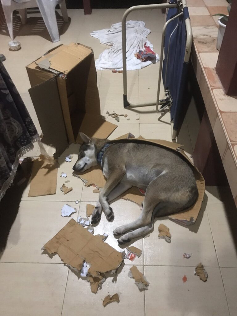 段ボールをズタズタに…（＠bohovibes.jpさんより提供）