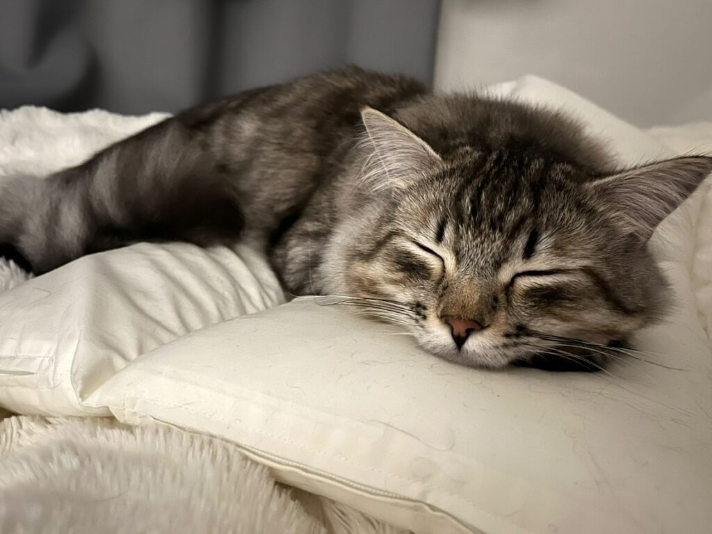 スヤスヤ眠るロイくん（＠siberian_royさんより提供）