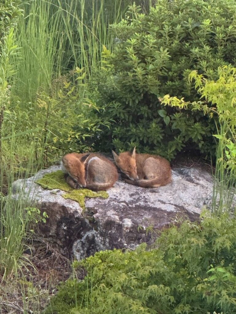 穏やかに眠るつがいのキツネ（@owocowac_designさんより提供）