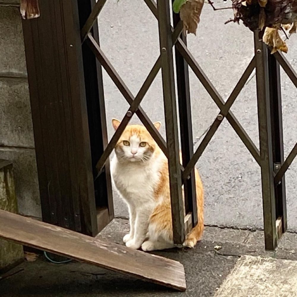 野良猫時代の若林くん（＠taisio5362さんより提供）