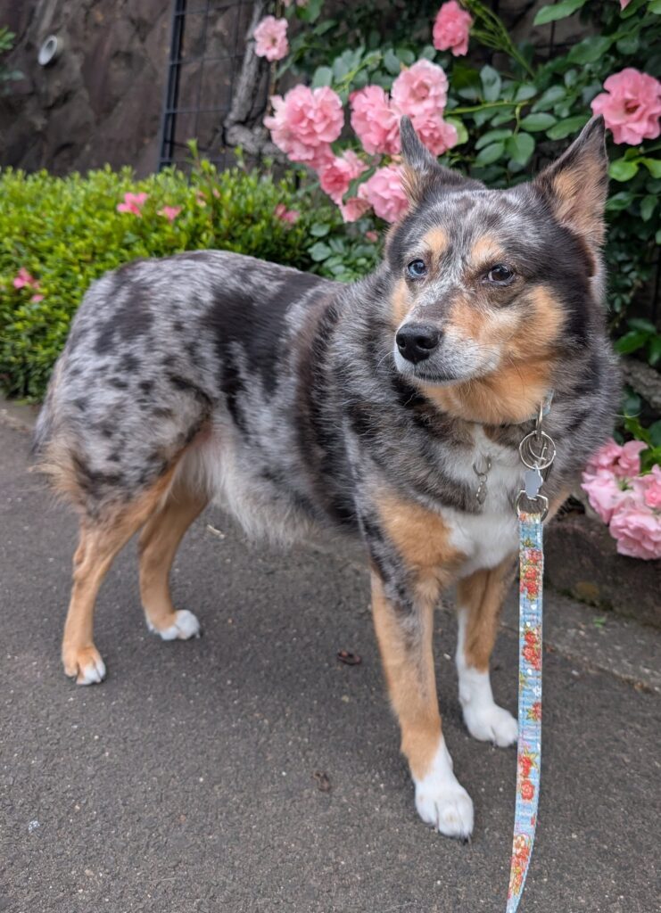 現在のなつめちゃん（＠daifuku601さんより提供）