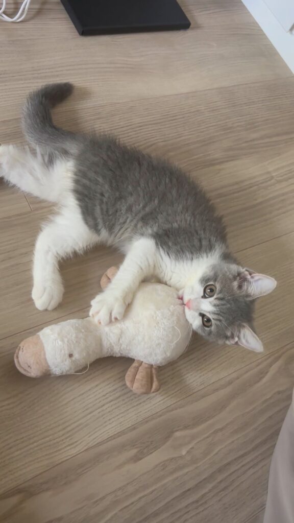 普段のせいろくん③（＠oh_okayuさんより提供）