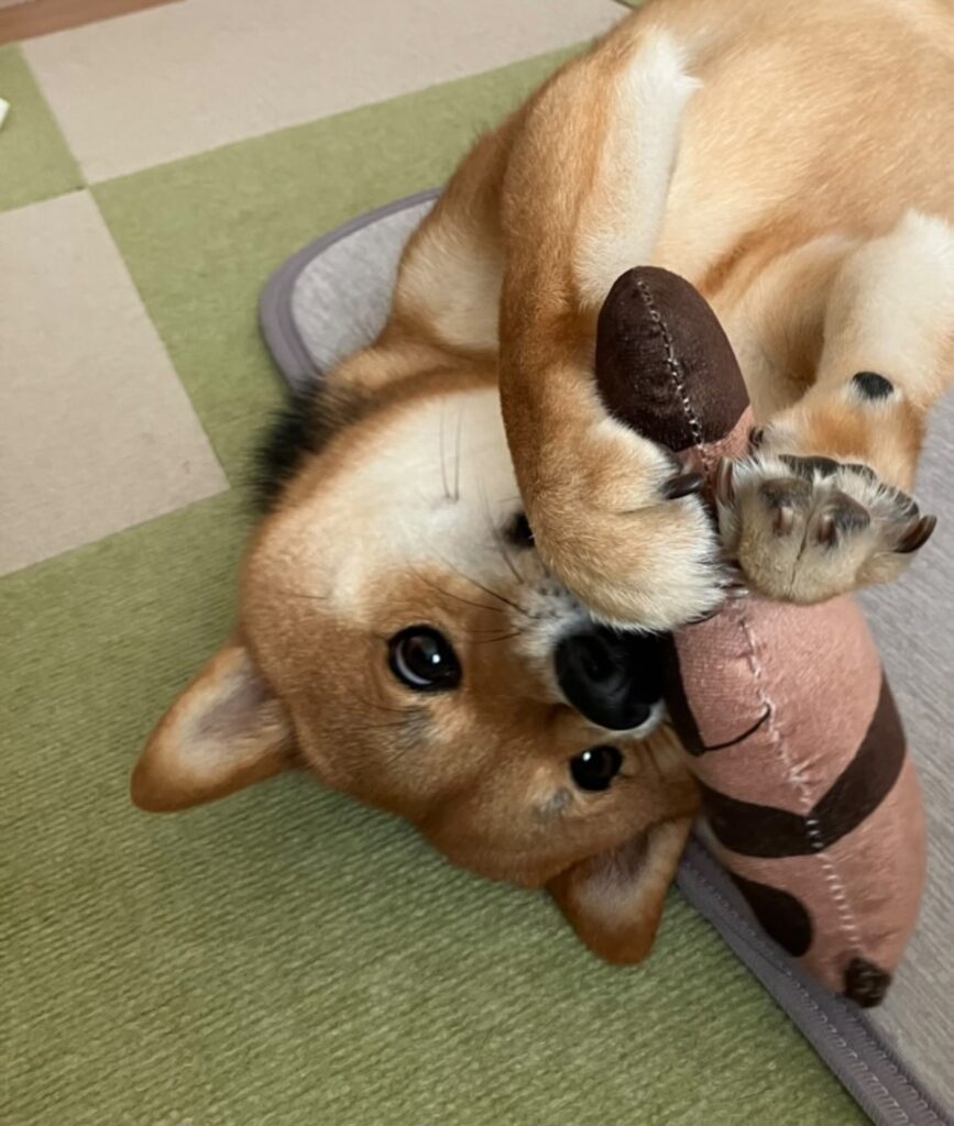 普段のぎんじろうくんの様子②（@mary_ginjiさんより提供）