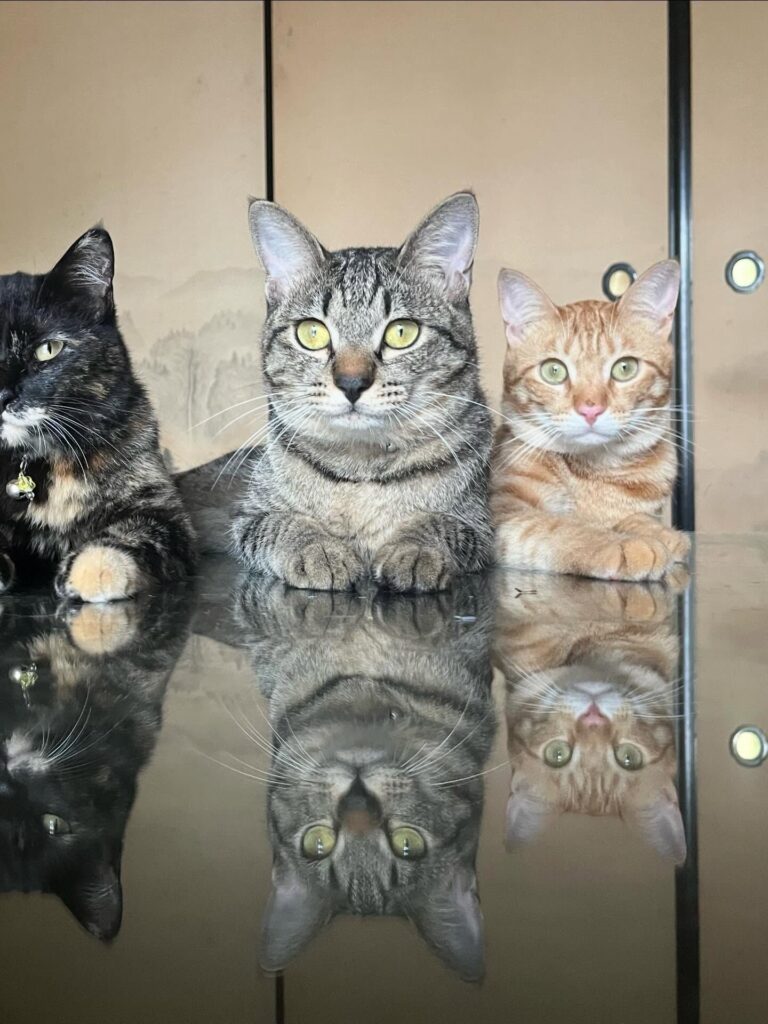 猫ちゃんたち（＠milk_mochi.catさんより提供）