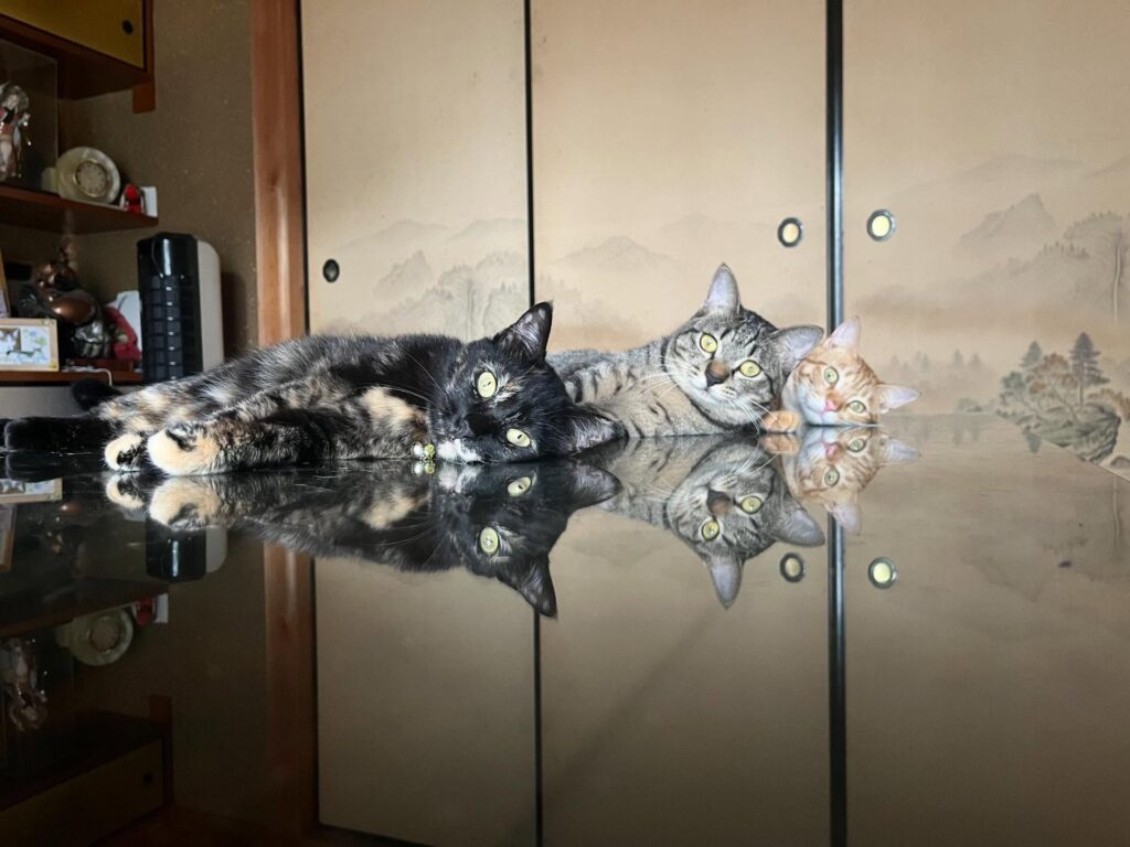 なんくろちゃん・おもちくん・きなこくん（＠milk_mochi.catさんより提供）