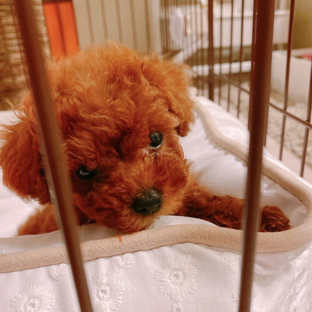 【実際の写真6枚】　飼い主さんが見た光景