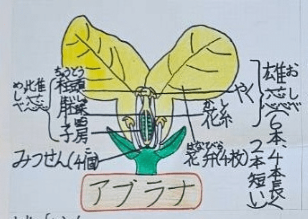 東大生（当時小4）が自由研究で描いた絵　その出来栄えに「小4レベルではない」「丁寧な子だ」