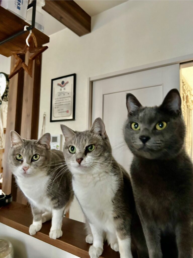 保護猫ちゃんたち（＠matsuyou3016さんより提供） – ほ・とせなNEWS
