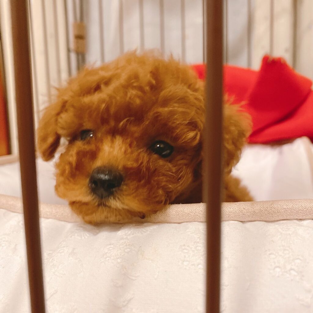 赤ちゃんの頃のストミちゃん②（＠hiiamkacoさんより提供）