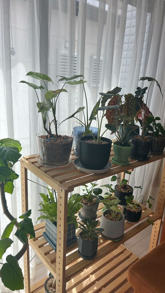 植物たち（＠ririnrantarouさんより提供）