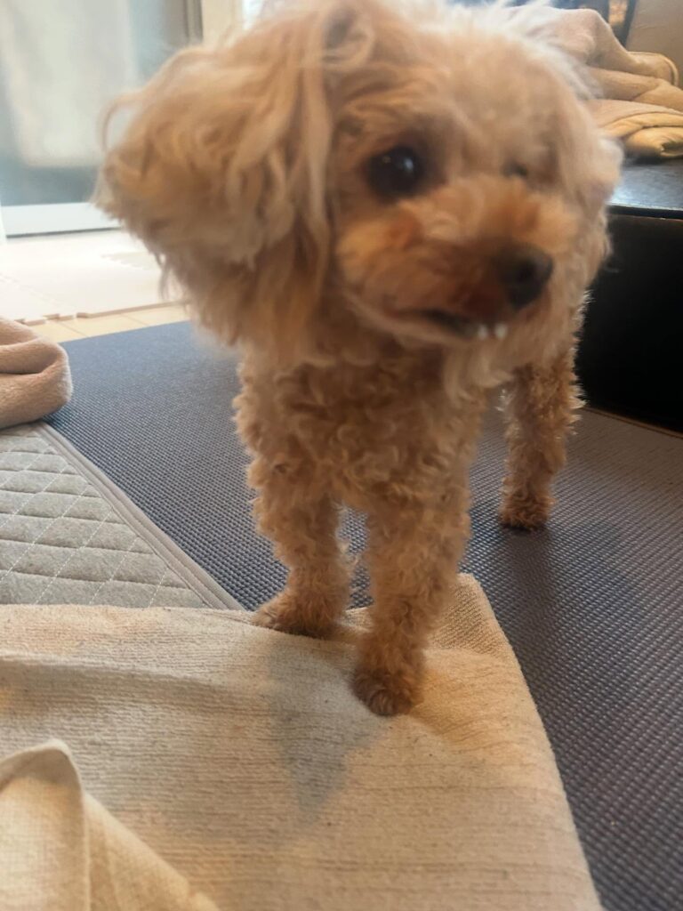 出っ歯のようにみえるストミちゃん②（＠hiiamkacoさんより提供）