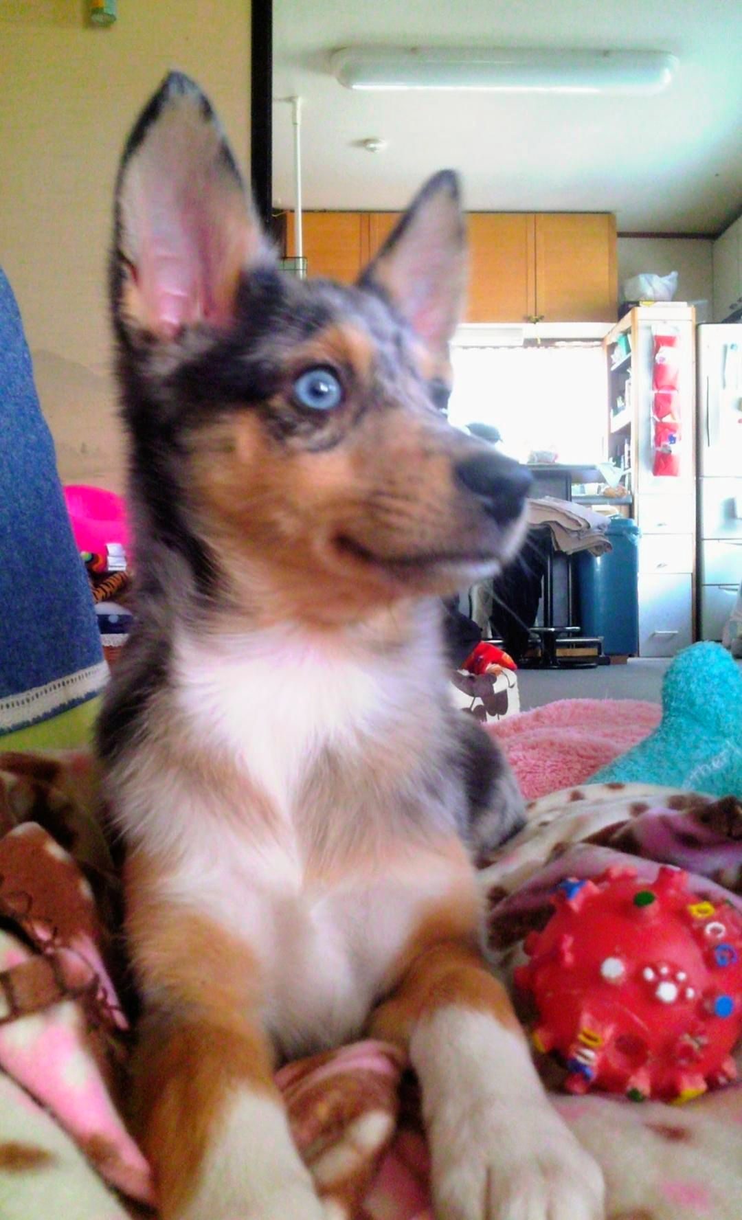 「何の犬種ですか？」とよく聞かれるペット　→12年後の姿に「超イケメン！」「こんな毛並み見たことない」「希少価値高い」