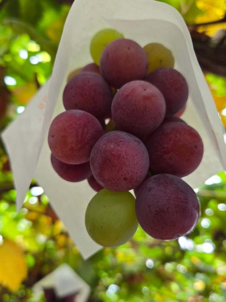 【実際の写真】不思議な現象