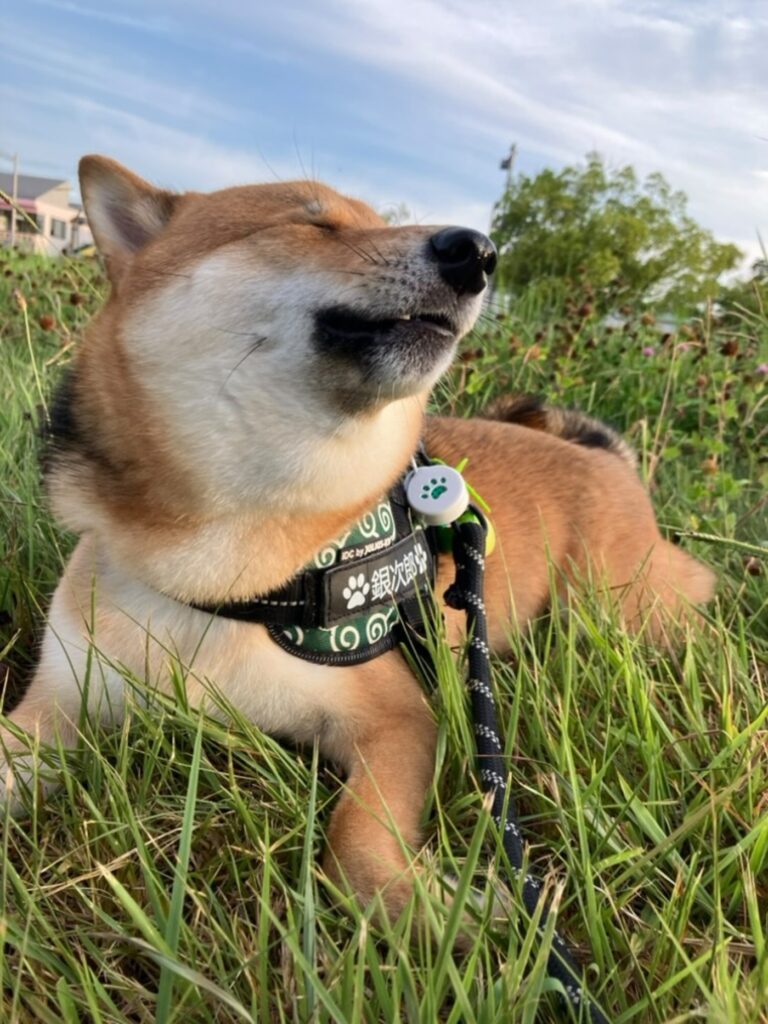 普段のぎんじろうくんの様子④（@mary_ginjiさんより提供）