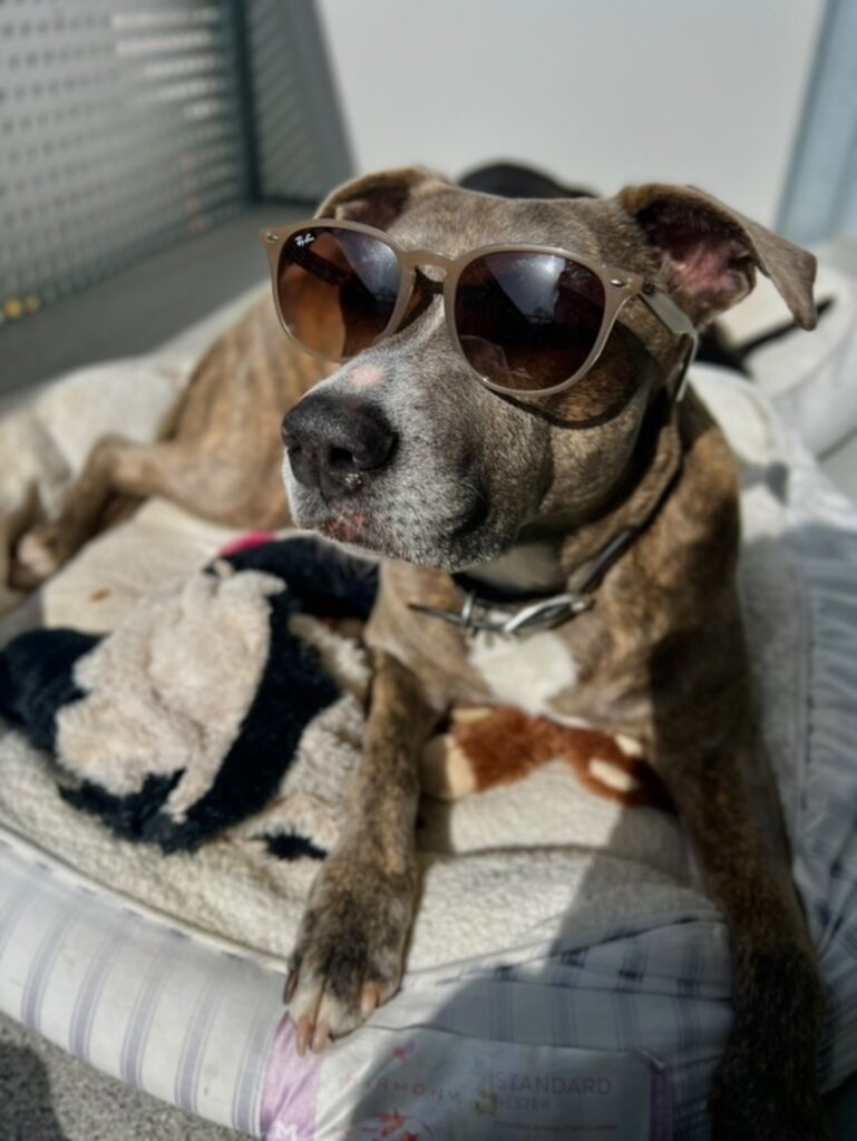 普段のワンちゃんの様子①（@yu_k24さんより提供）