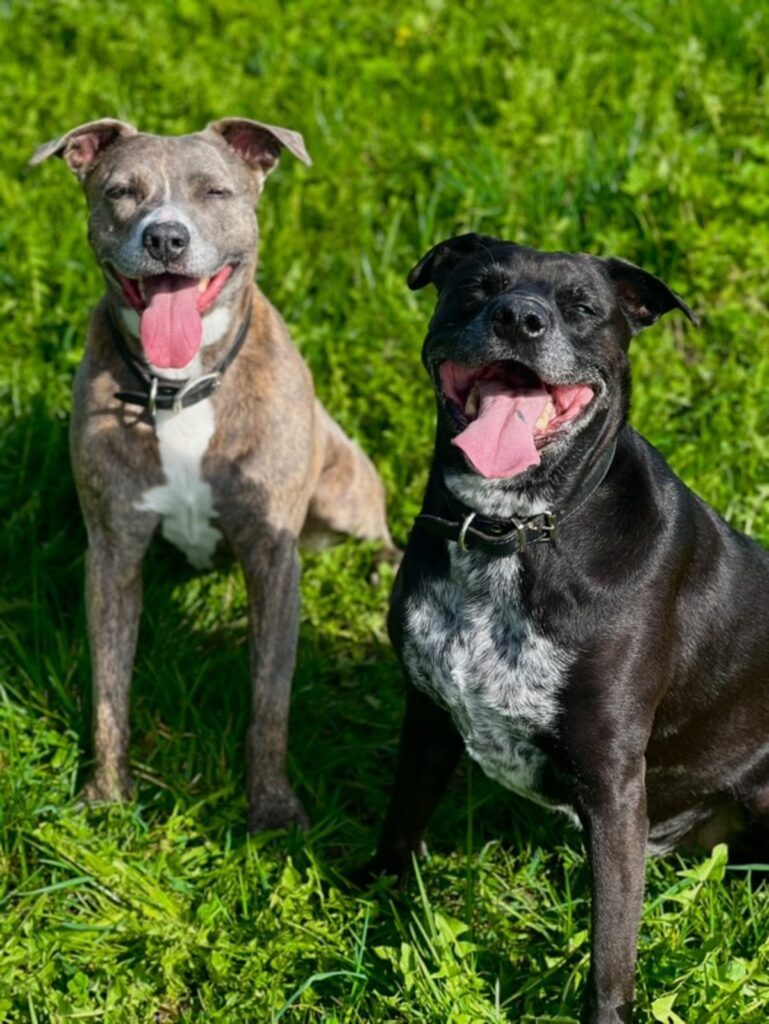 普段のワンちゃんの様子③（@yu_k24さんより提供）