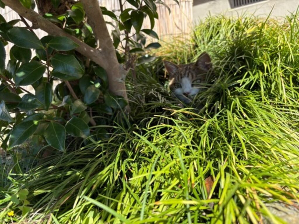 植込みの中で様子を伺ういちごちゃん（@y.miyu0904さんより提供）